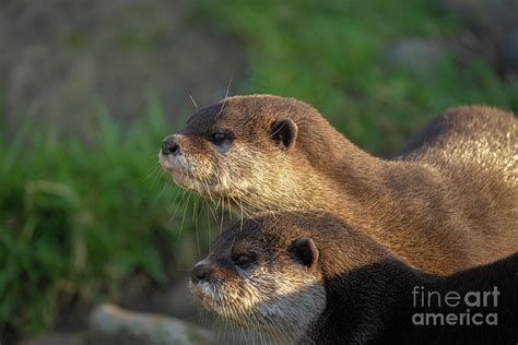 Otter Pair Photograph By Msvrvisual Rawshutterbug Fine Art America