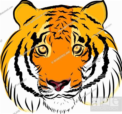 Hand Drawn Tiger Vector Stock Photo Picture And Low Budget Royalty