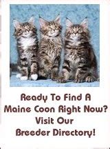 We participate in cat shows, pet expos, dog shows, & other local pet events. Maine Coon Cats For Sale