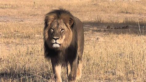 Cecil The Lion 5 Fast Facts You Need To Know