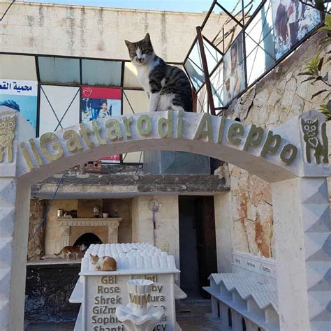 Syrian Cat Sanctuary Has Become So Much More Love Transcends Species