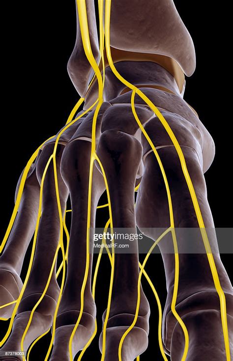 The Nerves Of The Foot High Res Vector Graphic Getty Images