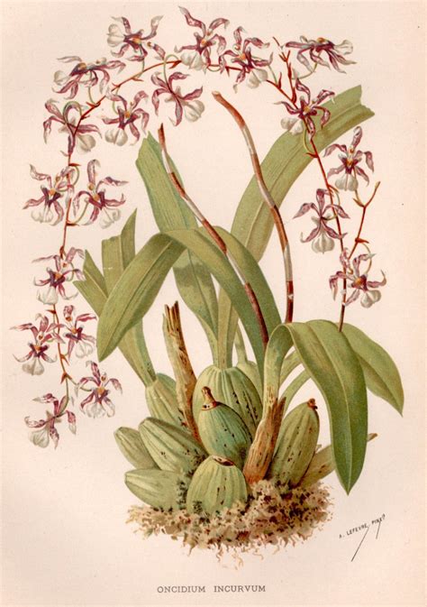 Antique Botanical Print Orchid Illustration Oncidium Etsy Botanical