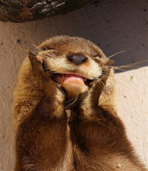 Otter On Instagram How Cute Cr Pinterest ️ Follow Me If You Love
