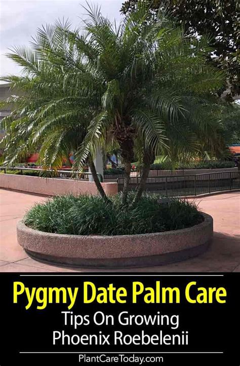 Pygmy Date Palm Care Tips On Growing Phoenix Roebelenii Palm Trees