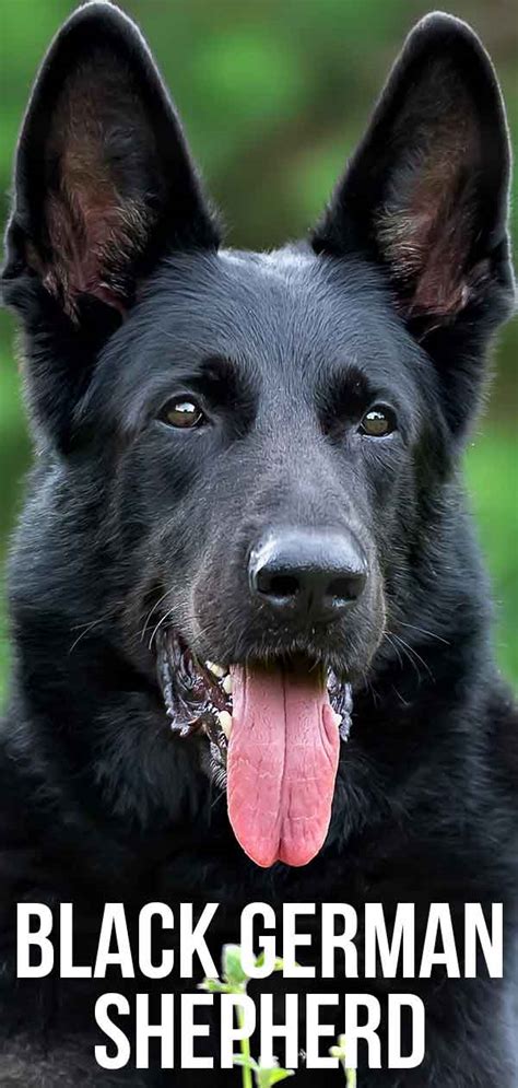 Black German Shepherd Dogs Pros Cons And Buying Guide