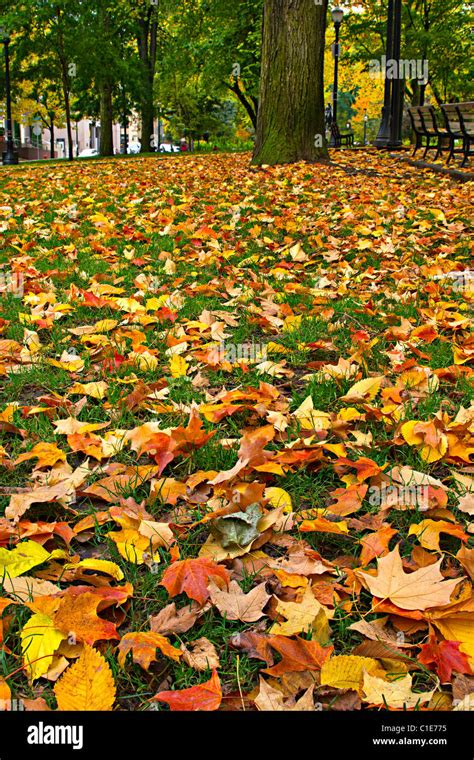 Maple And Elm Trees Fall Leaves On Lawn Grass In The Park Stock Photo