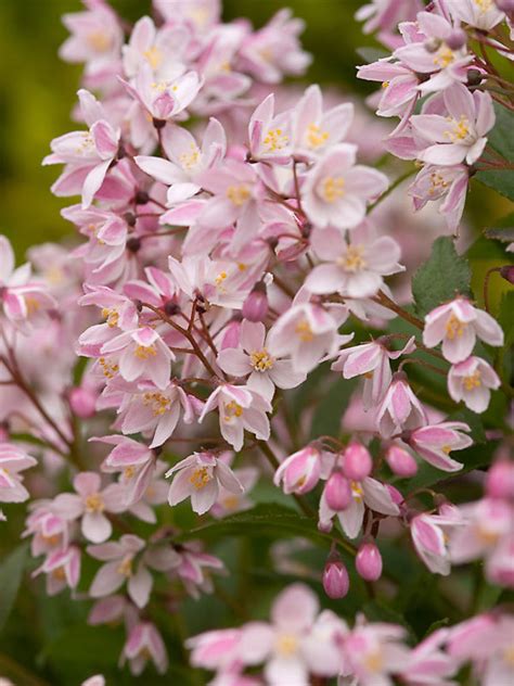 Deutzia Yuki Cherry Blossom Bluestone Perennials