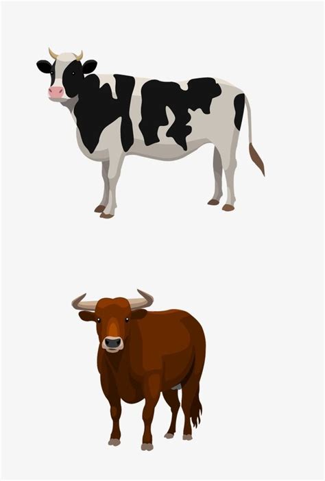 two cows standing next to each other on a white background
