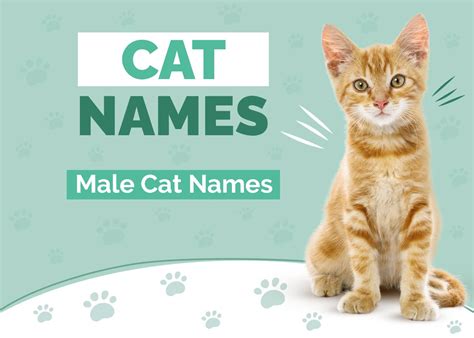 250 Male Cat Names Our Top Picks For Your Strong And Adorable Cat