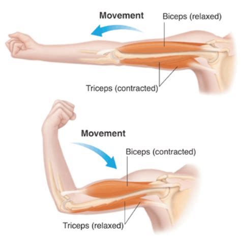 Muscle Contraction And Movement In Animals Body