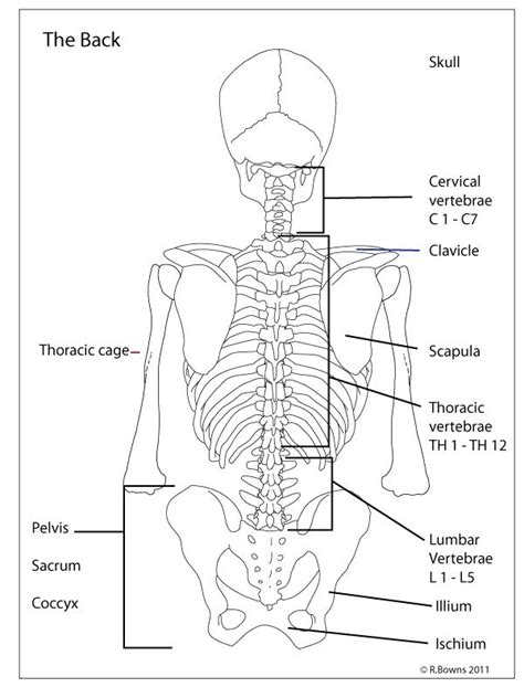 Skeleton Anatomy Thoracic Vertebrae Anatomy