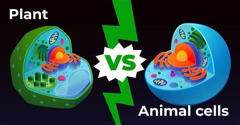 Plant Cells Vs Animal Cells 10 Key Differences Explained Az Animals