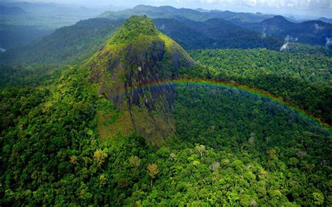 Curiosidades Sobre A Amazônia Descubra As 38 Mais íncriveis