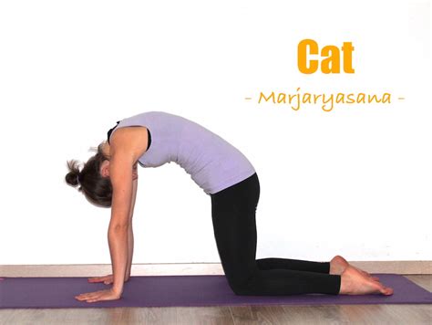 Seated Cat And Cow Pose Food Ideas