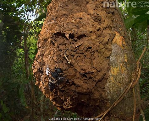 Stock Photo Of Wallaces Giant Bee Megachile Pluto And Nest On Tree
