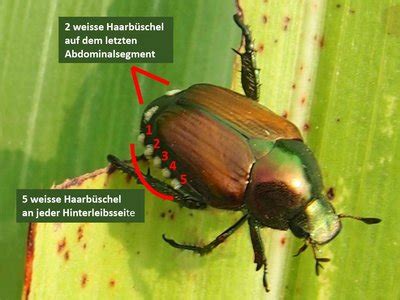 Die ersten japankäfer wurden 2017 im tessin gefangen. Japankäfer - eine invasive Art vor der Schweizer Grenze ...