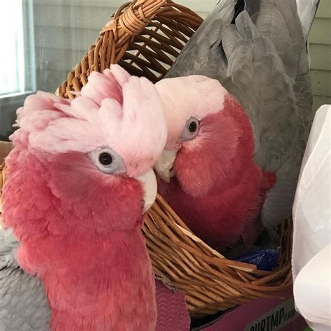 Parrots Instagram Perroquet Perroquets Perruche Perruches