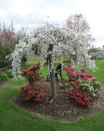 Pink star flowering cherry is slightly smaller and only grows to about 25 feet (7.5 m.) in height and blooms in the spring. Image result for weeping cherry snow fountains | Dwarf ...