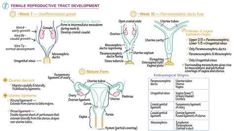 Embryology Fundamentals Development Of The Uterine Tubes Uterus And