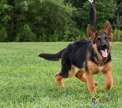 Sold Deep Red And Black Male Puppy German Shepherd Breeder Puppies