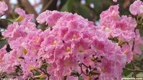 Få 11.000 sekund stockvideoklipp på spring tree blossom flowers with med 23.98 fps. Plants and Trees of India Tabebuia Rosea Trumpet Tree ...