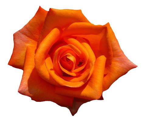 Orange Rose Flower Top View PNG Image - PurePNG | Free transparent CC0 gambar png