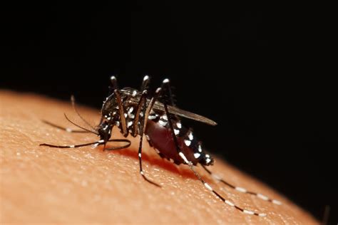 China Confirms First Case Of Zika Virus