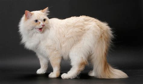 Some color patterns, such as pure. Ragamuffin Cat Breed Information