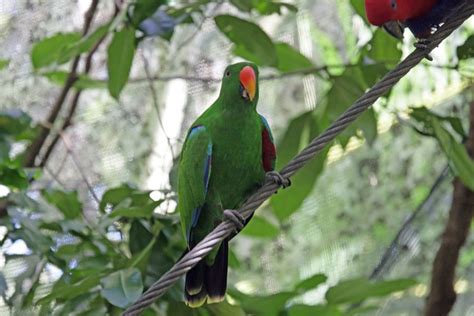 1395 Male Eclectus Parrot Rainforest Habitat Center Port Douglas