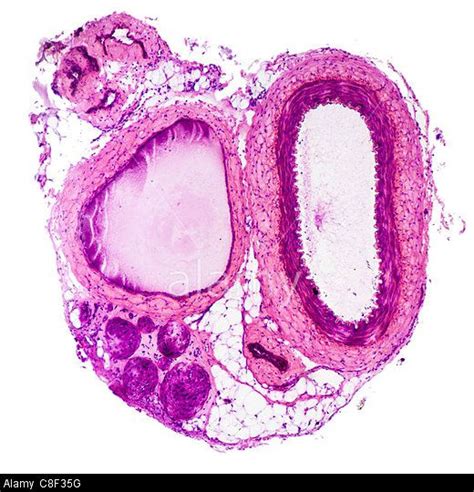 Microscopic Cross Section Of An Artery And Vein © National Geographic Image Collection Alamy