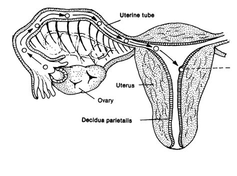Humor us for a sec: Diagrams of the Female Reproductive System | 101 Diagrams