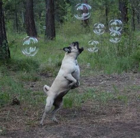Pug Leaping To Eat Bubbles Photoshopbattles