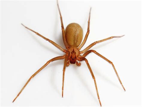 Brown Recluse Spiders Of Missouri · Inaturalist