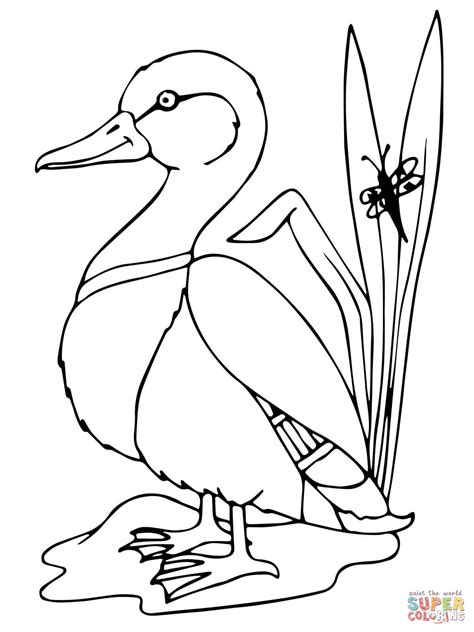 Mallard Duck Coloring Page Free Printable Coloring Pages