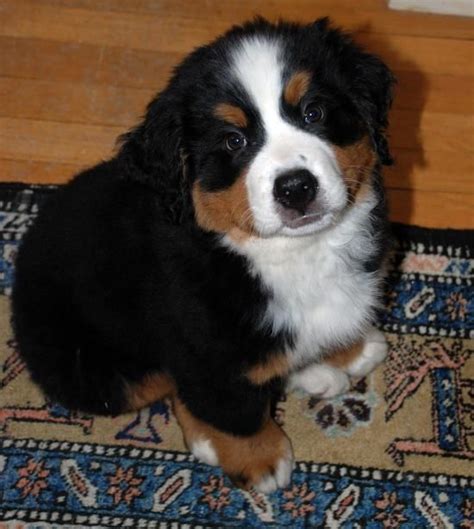 Characterized by golden or white patches on the. Bernese Mountain Dog Puppies For Sale | Austin, TX #118311