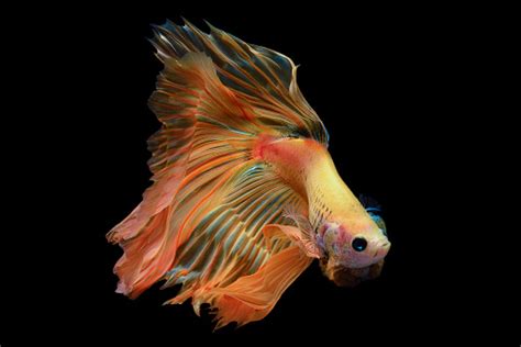 Betta Fishsiamese Fighting Fish In Movement Isolated On Black