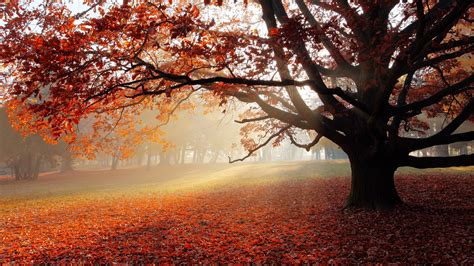 Nature Foliage Fall Mist Red Leaves Sunlight Trees Park Field