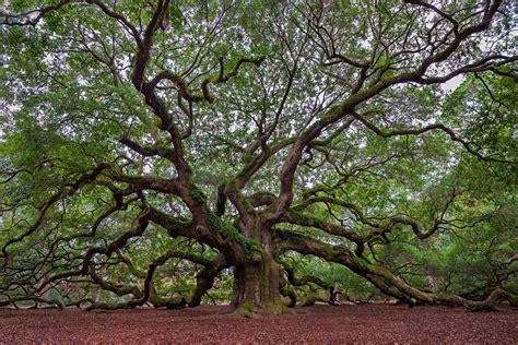 Angel Oak Tree The Giant Limbs Of The Angel Oak Tree Sprea Flickr