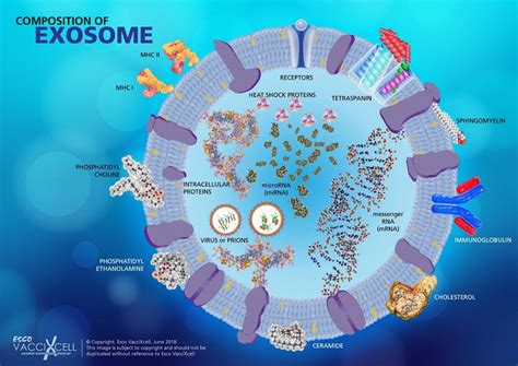 Exosomes At Work Part 2 Of 3 Esco Vaccixcell
