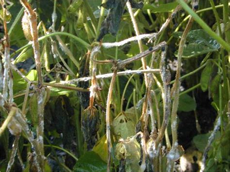 Plant white mold ranges at alibaba.com and save money on the purchase of these products. Crop and Pest Report: Plant Pathology