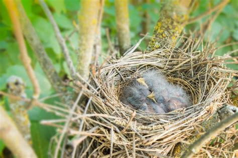 Baby Birds In Their Nest Stock Image Image Of Sibling 495493