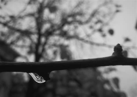 Grayscale Photo Of Branch Monochrome Rain Water Drops Upside Down