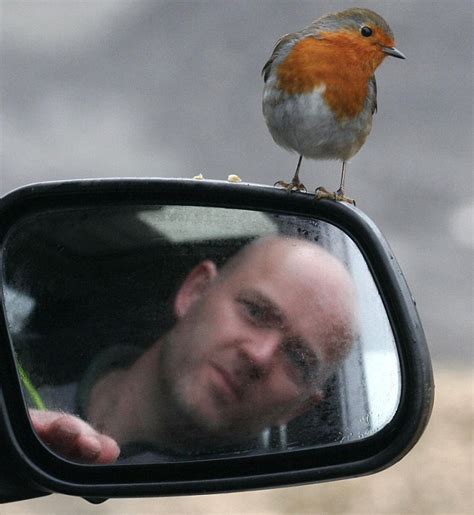 Cocky Robin The Bird Who Favours The Shaved Head Of A Tree Surgeon As A Perch Daily Mail Online