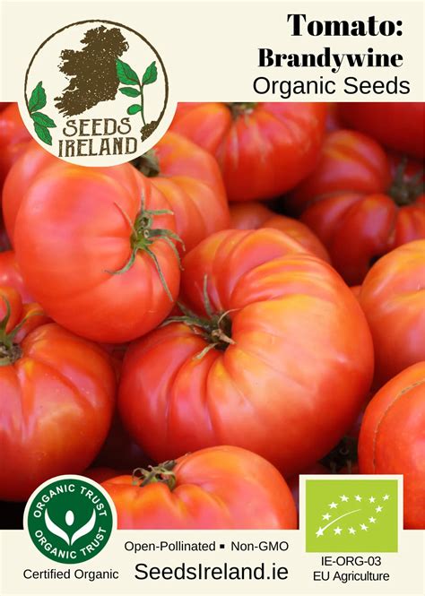 Brandywine Heirloom Tomato Seeds Ireland Organic Vegetable Seed