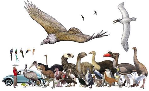 Largest extinct animals the largest extinct animals known to date are listed here. A size chart of the largest extinct Bird species : Naturewasmetal in 2020 | Prehistoric animals ...