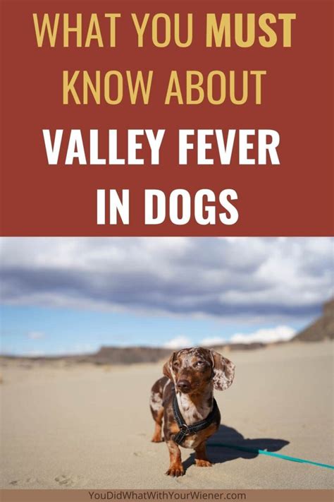 Is Valley Fever Contagious In Dogs