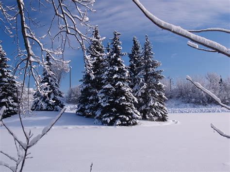 Winter Wonderland 1 Free Stock Photo Freeimages