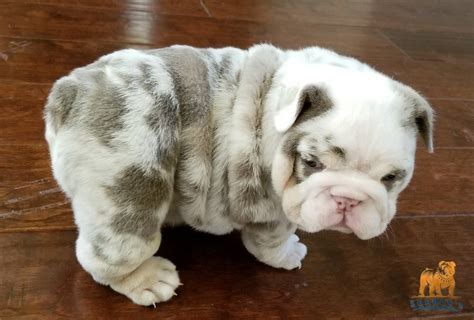 5 puppies born april 8 toffee is a chocolate n tan carries blue breed to our new stud picasso merle lilac n tan carries cream we got a lilac double a. Lilac Tri Merle English Bulldog Girl | Welcome To Sandov's ...