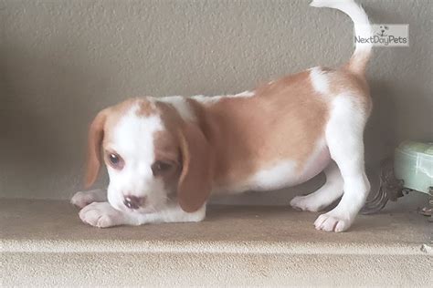 My ideal family will take me for walks in the park, provide me. Lemon Beagle: Beagle puppy for sale near San Diego ...